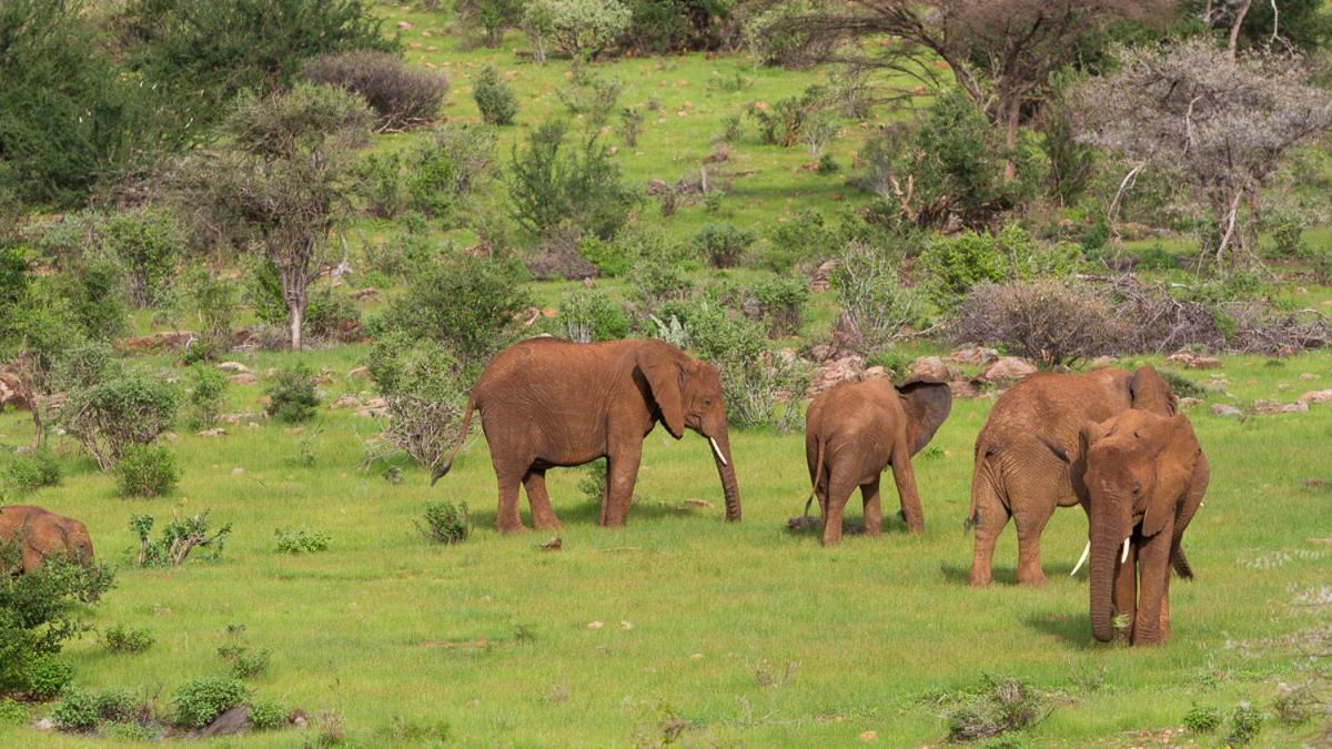 Elephant Bedroom Camp - Samburu Archers Post المظهر الخارجي الصورة