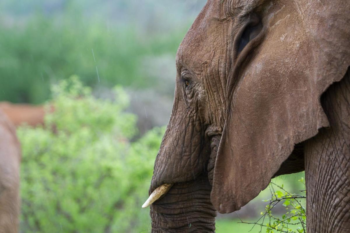 Elephant Bedroom Camp - Samburu Archers Post المظهر الخارجي الصورة